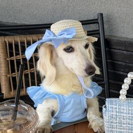 Dachshunds from Raws Doxies
