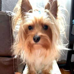 MAX - Yorkshire Terrier