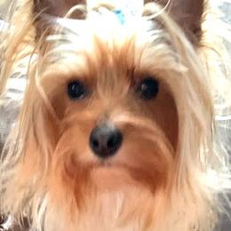 MAX - Yorkshire Terrier