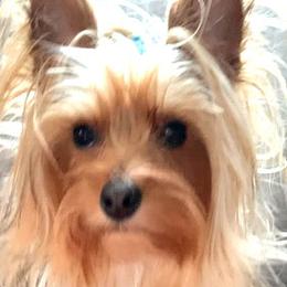 MAX - Yorkshire Terrier