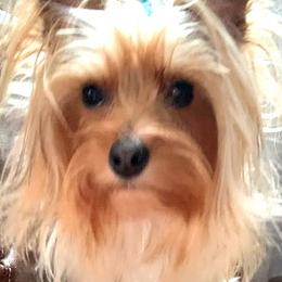 MAX - Yorkshire Terrier