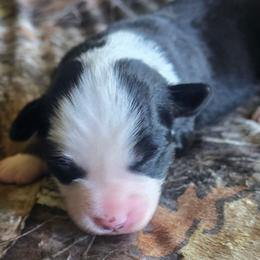 Bramble - Black tri male Miniature Australian Shepherd puppy in Paris, Texas from Blue Envy Mini Aussies