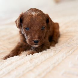 Ball Drop - Red  male Goldendoodle puppy in Sallisaw, Oklahoma from Huddle Puppies