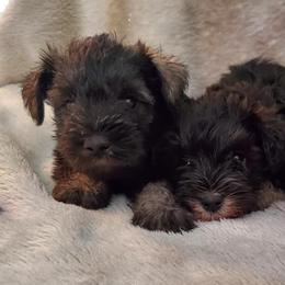 Miniature Schnauzers and Poodles from 406mt schnauzers