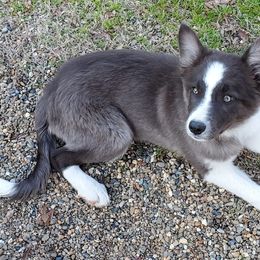Border Collies from Shining C Border Collies