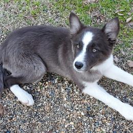 Border Collies from Shining C Border Collies