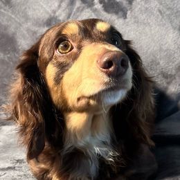 Maggie - Dachshund