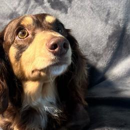 Maggie - Dachshund