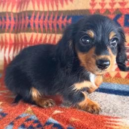 Pebbles READY TOMORROW - Black and tan male Dachshund puppy in Okeechobee, Florida from HotShot Kennels