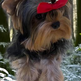 Kato - Yorkshire Terrier