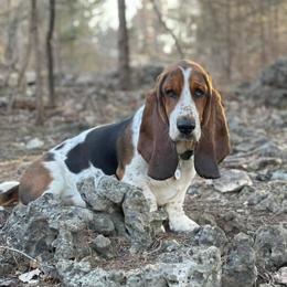 Basset Hounds from PoeCo Basset Hounds