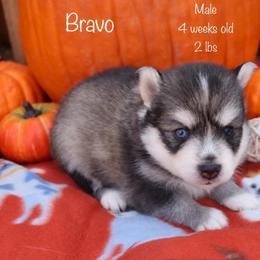 Bravo - Black and white male Pomsky puppy in Denham Springs, Louisiana from Bayouland Pomskies