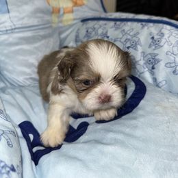 Michelangelo - Liver and white male Shih Tzu puppy in Springfield, Missouri from Lopez Family Tails