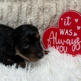 Girl 1 (Yellow collar) - Black and tan female Dachshund puppy in New Jersey from Bergamo’s  Dachshunds