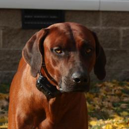 Copper - Rhodesian Ridgeback