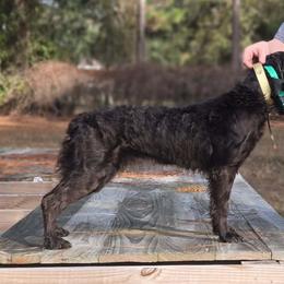 Boykin Spaniel, English Springer Spaniel, and Rat Terrier Puppies from 31 Pines Kennels