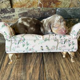 Dapple - Dapple male Dachshund puppy in Harold, Kentucky from Taylors Tiny Tails