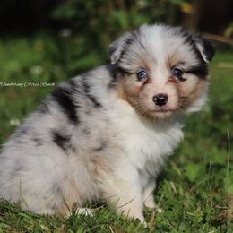 Bmf2 - Blue merle female Australian Shepherd puppy in Chehalis, Washington from Wandering Acres Ranch