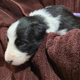 Ash Fork - Black and white female Border Collie puppy in Chino Valley, Arizona from Dog Pond Border Collies
