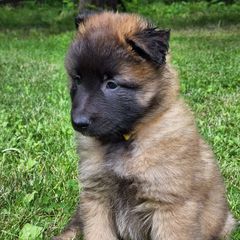 Belgian Tervuren Puppies from Kismet Belgian Tervuren's  owner Angela Ernst