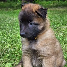 Belgian Tervuren Puppies from Kismet Belgian Tervuren's  owner Angela Ernst