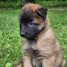 Belgian Tervuren Puppies from Kismet Belgian Tervuren's  owner Angela Ernst