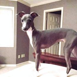 lily - Italian Greyhound