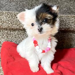 Yorkshire Terriers from Bluff City Yorkies