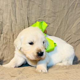 Boy 4 - Light golden male Golden Retriever puppy in Decatur, Indiana from Sporting Ridge K9’s