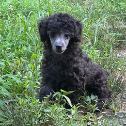 Cookie - Silver female Poodle puppy in Cabool, Missouri from Rafter B Farms