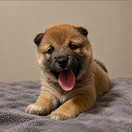 Shiba Inu puppies from Yoru's Dojo Legacy