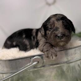 Titanium - Blue male Australian Labradoodle puppy in Brush Prairie, Washington from Fancy Pants Labradoodles