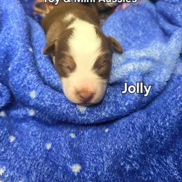 Jolly - Red tri male Toy Australian Shepherd puppy in Bethany, Oklahoma from Donna's Toy & Mini Aussies