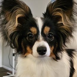 Papillon Puppies from Finale Farm Papillons