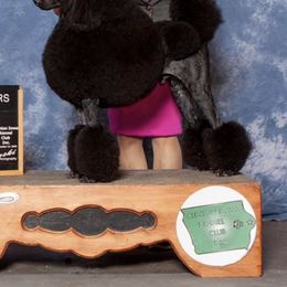 Poodles from Croton Pines Standard Poodles LLC