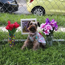 Coraline - Miniature Schnauzer