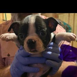 Woody - Black and white male Boston Terrier puppy in Covington, Georgia from Tuxedo Bostons of Atlanta