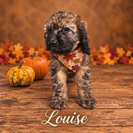 Heidi - Brown female Whoodle puppy in Knoxville, Tennessee from Fleury Farm Doodles TN