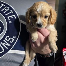 Cricket - Cream male Cavapoo puppy in Lewisburg, Pennsylvania from Jessie's Puppies