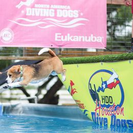 Beagle All Grown Up from Redd Devils