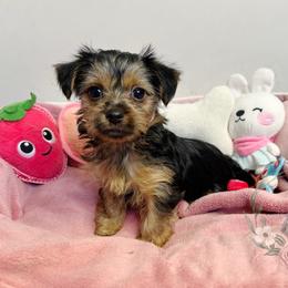 Gorgeous Parti Coloration Female - Black and tan female Yorkshire Terrier puppy in Benson, Arizona from Happy Tails Yorkies