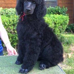 Poodle Puppies from Antigua Standard Poodles
