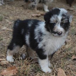 MAGIC - Blue merle male Australian Shepherd puppy in Star City, Arkansas from Blush & Lace Aussie Co.
