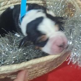 Frosty(Light Blue) - Black brown and white male Basset Hound puppy in Carbondale, Kansas from Dream Weavers Basset Hounds