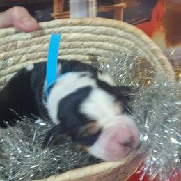 Frosty(Light Blue) - Black brown and white male Basset Hound puppy in Carbondale, Kansas from Dream Weavers Basset Hounds