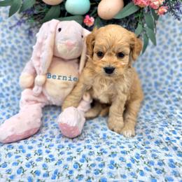 Bernie - male Cavapoochon puppy in Bullard, Texas from Cavapoochon Central LLC