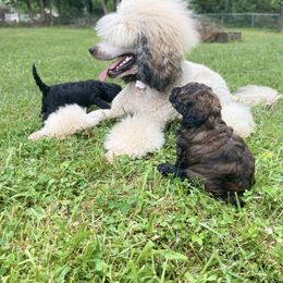 Goldendoodle Puppies from Truly More Doodles