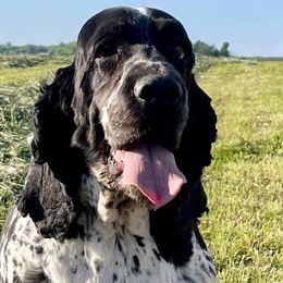 Meadows - English Springer Spaniel