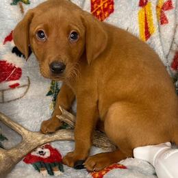 Max - Yellow male Labrador Retriever puppy in Grants Pass, Oregon from KnR Antler Dogs