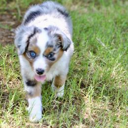 TOPAZ - Blue merle male Miniature American Shepherd puppy in Bixby, Oklahoma from Roeboat Aussies